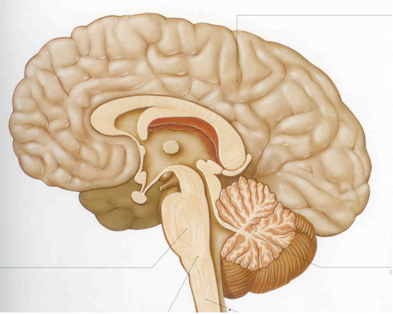 מבנה מוח האדם