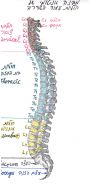 המבנה האנטומי של עמוד השדרה, מחלות וכאבים הנגרמים עקב בעיות בעמוד השדרה.