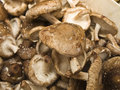 Shiitake, סאנג יו, שיטאקי