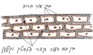 תאי עור בריא. בין תאי העור קשרי אלסטין (Elastin) וקולגן (Collagen)  