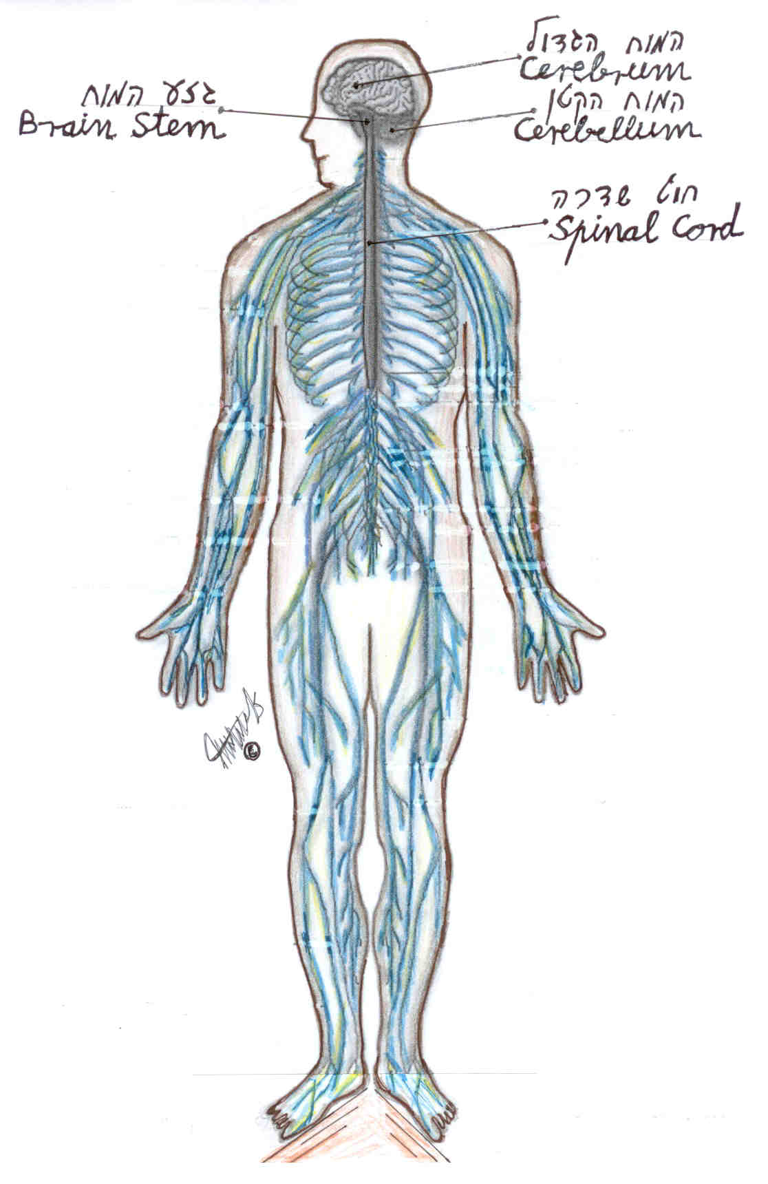 חוט שדרה מעביר את העצבים מהמוח לכל גופנו. אם מוחנו תקין ובגופנו עמוד שדרה עם מבנה אנטומי תקין קרוב לוודאי שמערכת העצבים הפריפריאלית תעבוד כראוי.