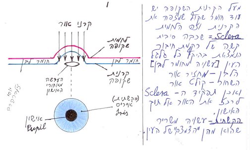 השכבות בחלק האופטי של העין