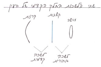 הקשתית מפרידה בין הלישכה האחורית לבין הלישכה הקדמית של העין. הנוזל השקוף נוצר בלשכה האחורית, זורם לאיטו ונספג בלשכה הקדמית בזוית העין.