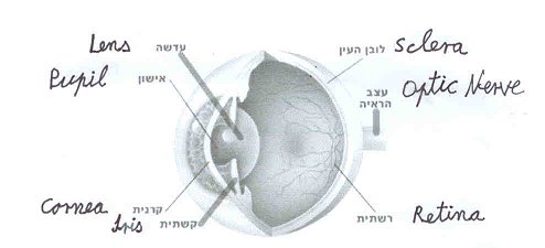 חתך בגלגל העין, שילוב בין המערכת האופטית (הקדמית) לבין המערכת העצבית (האחורית)
