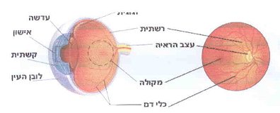 שני חלקי העין: המערכת האופטית (הקדמית) והמערכת העצבית (האחורית)