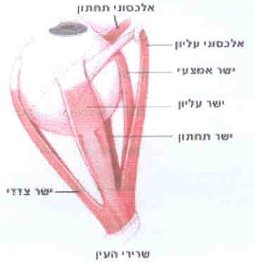 שרירי גלגל העין אשר מניעים אותה לכל הכיוונים. נשלטים על ידי מערכת העצבים הקרניאלית במוח.