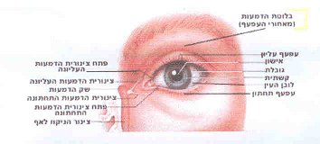חלקים חיצוניים במערכת העין: עפעפיים, בלוטת הדמעות, צינוריות הדמעות ושק הדמעות.