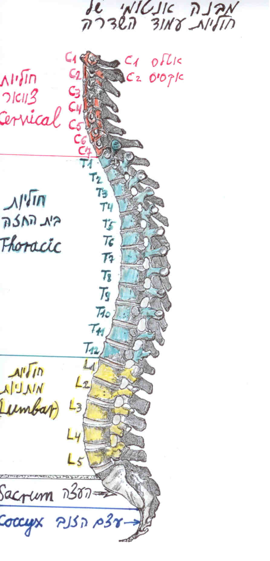 מבנה אנטומי של  חוליות עמוד השדרה